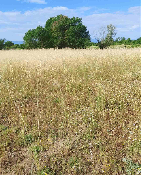 Продажа - Земля Podgorica, Golubovci