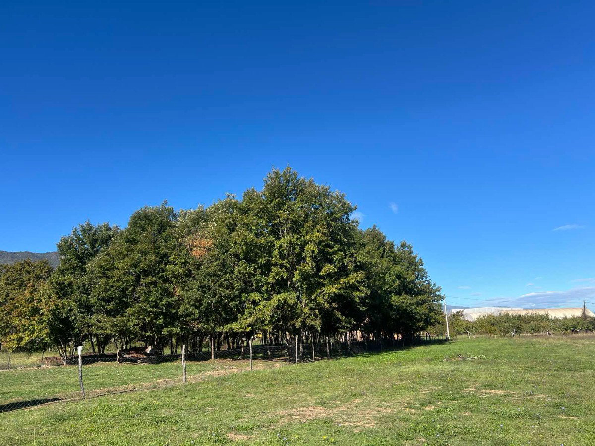 Satış - Arazi Danilovgrad, Ćurilac