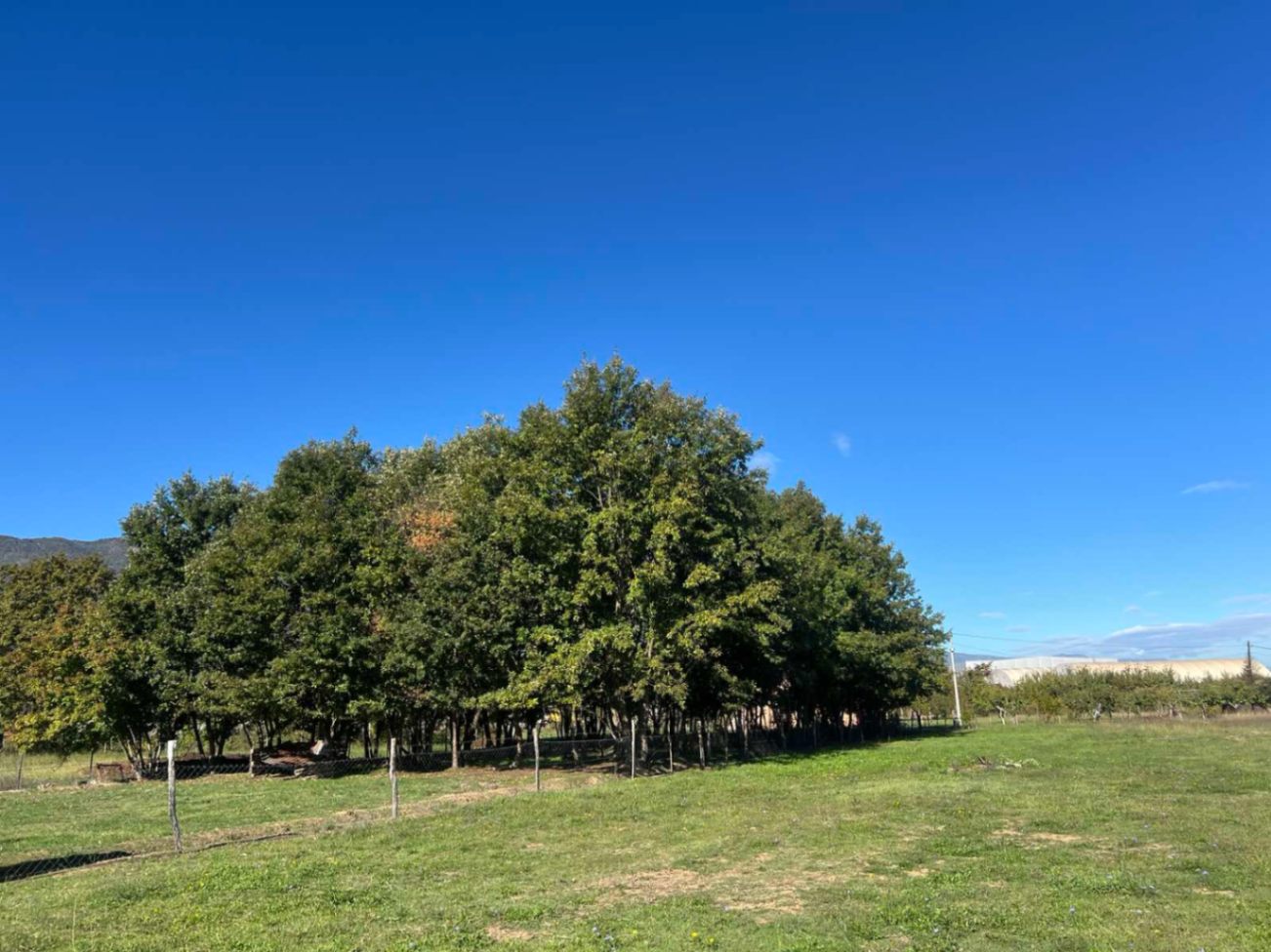 Продажа - Земля Danilovgrad, Ćurilac