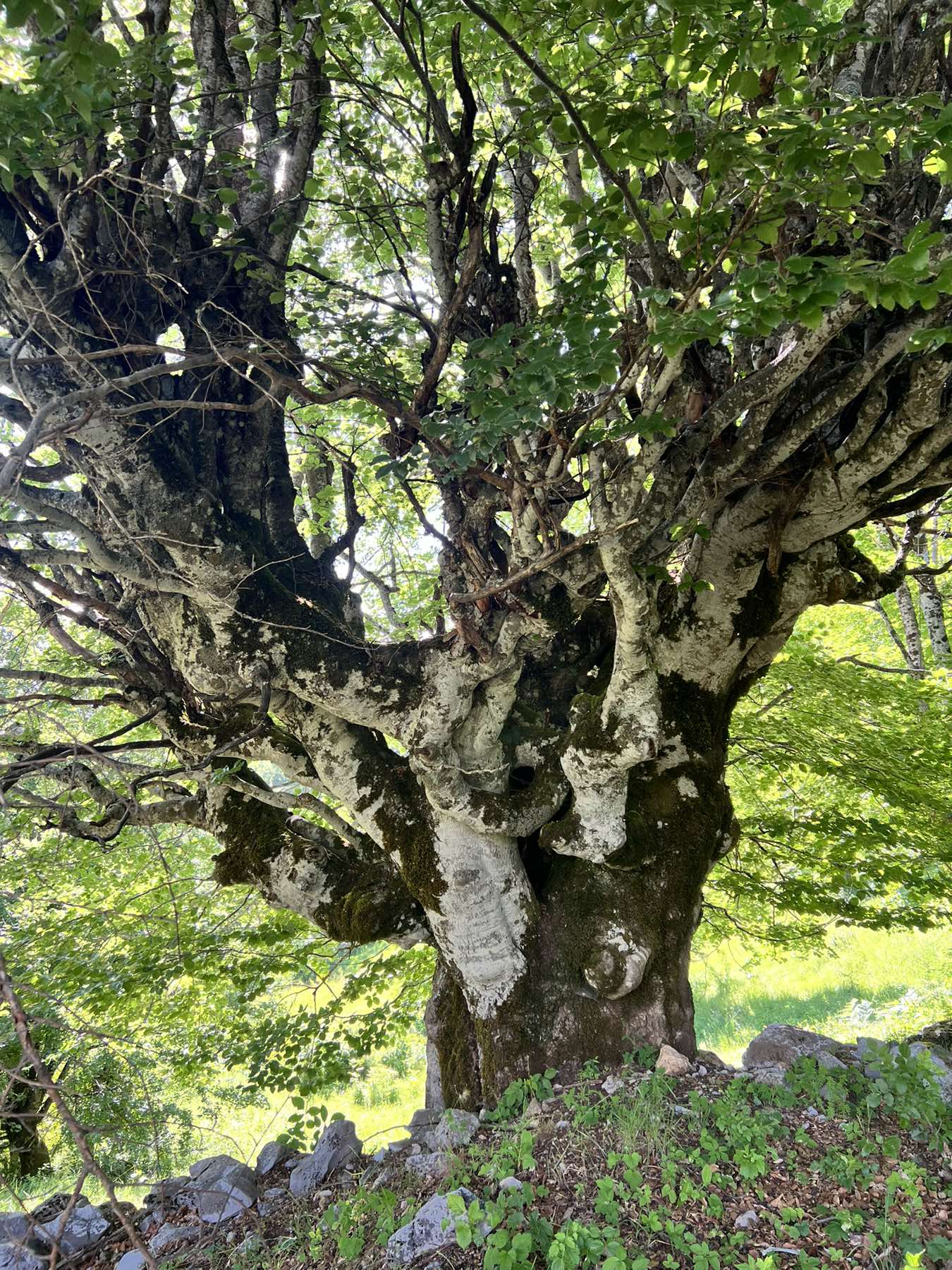 Slika nekretnine 8