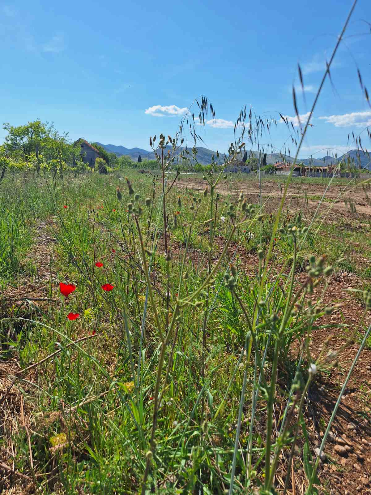Satılık - Arazi Podgorica, Zeta