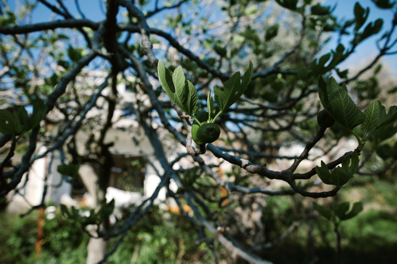 Slika nekretnine 9